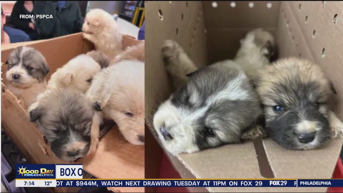 Box of puppies found abandoned at Pennsylvania park just days before Christmas